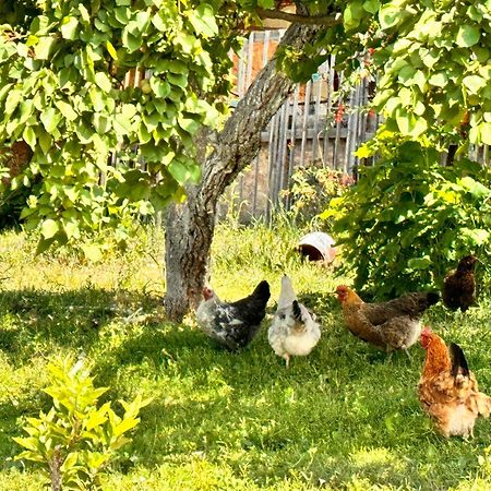 Eco House Summer Garden Kaji-Say Dış mekan fotoğraf