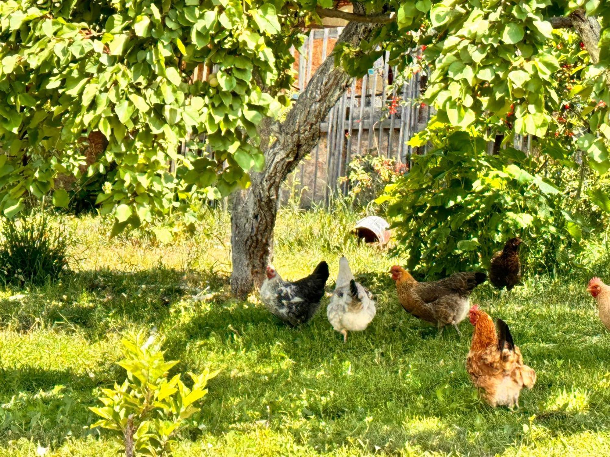 Eco House Summer Garden Kaji-Say Dış mekan fotoğraf