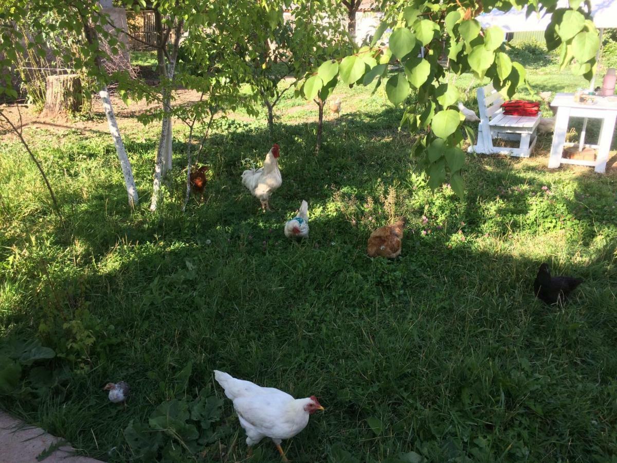 Eco House Summer Garden Kaji-Say Dış mekan fotoğraf